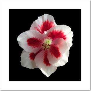 white flower, flowers, nature, blooms, red Posters and Art